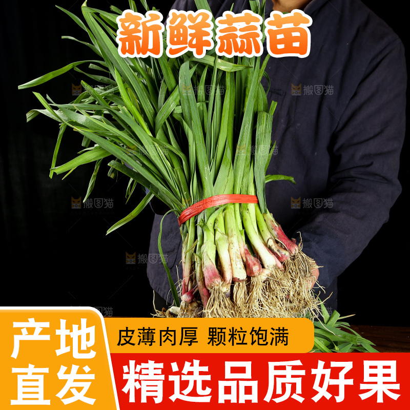 农民手里拿着新鲜蒜苗
