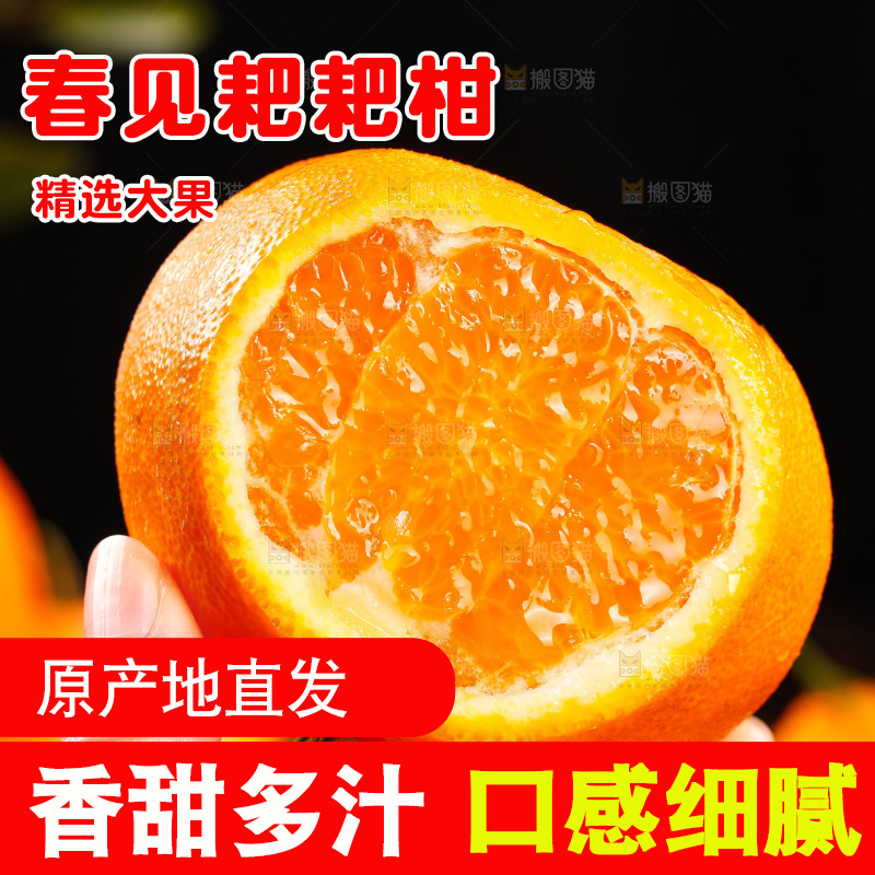 手里拿着春见耙耙柑