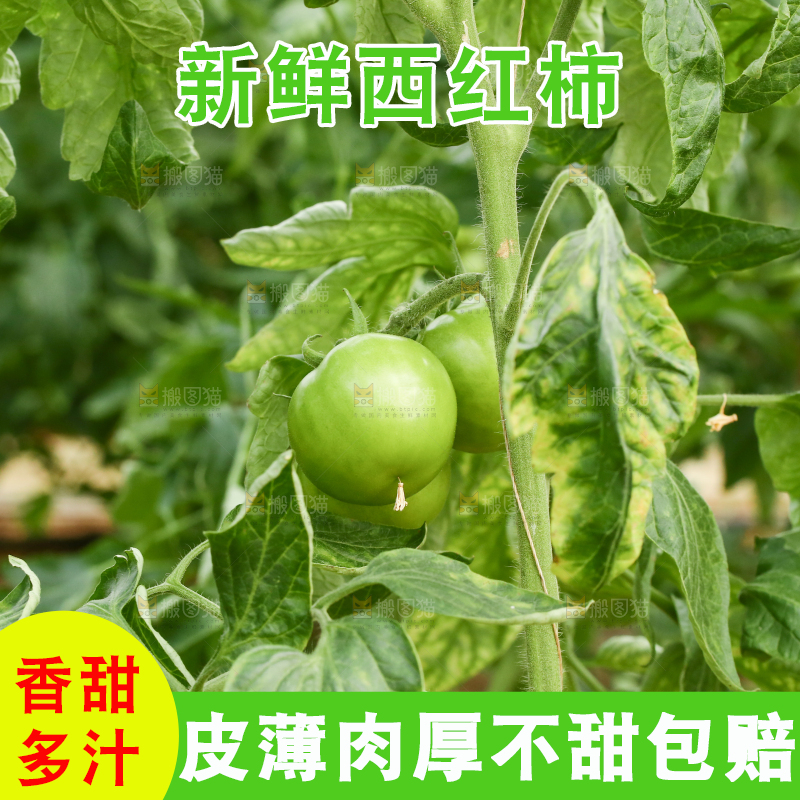 番茄种植基地