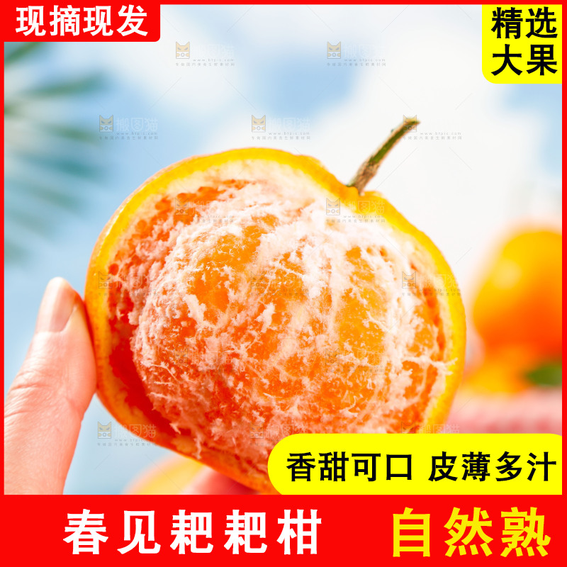 手里拿着四川春见耙耙柑
