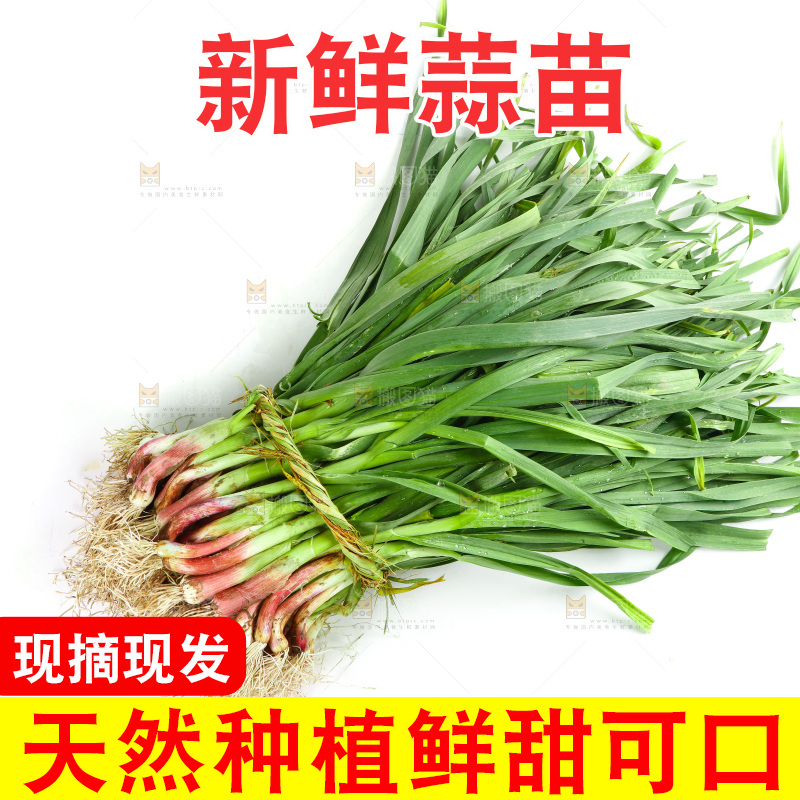 白底上放着一捆蒜苗