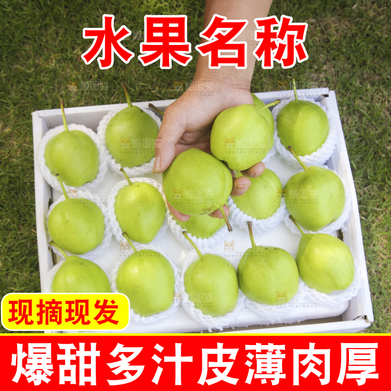 手拿着的陕西早酥梨