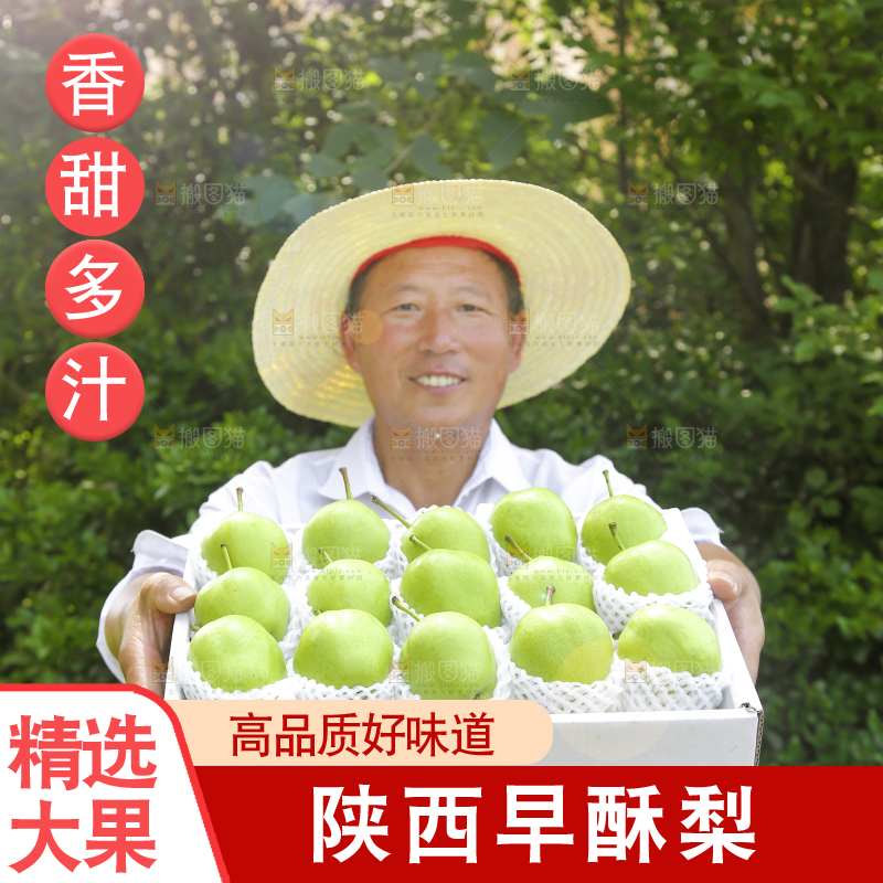 农民手端着一盒早酥梨