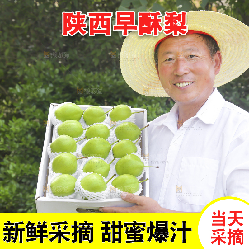 农民手端着一盒早酥梨