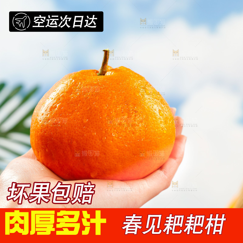手里拿着四川春见耙耙柑