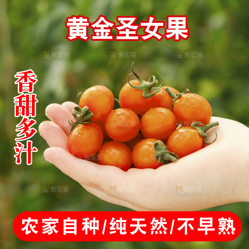手里捧着黄金小番茄