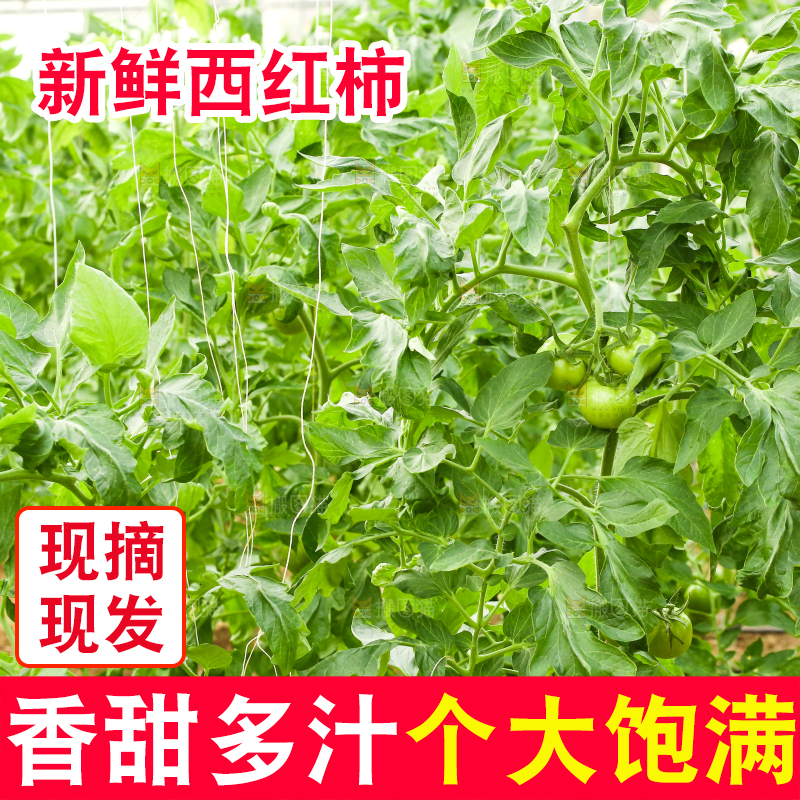 西红柿种植基地