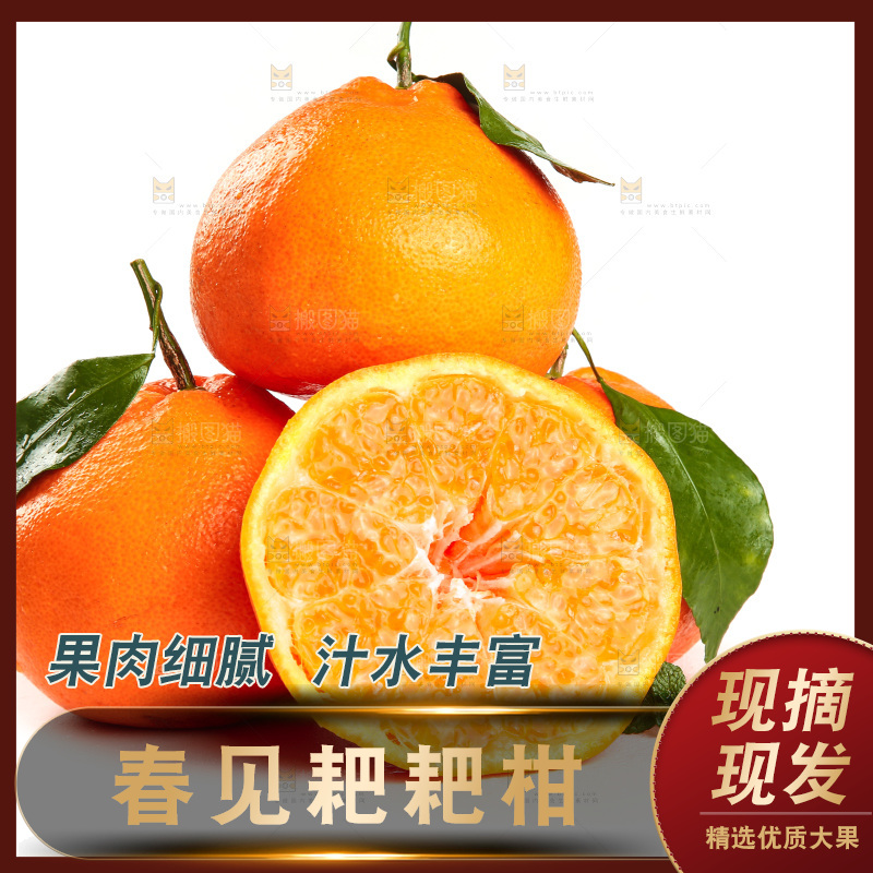 白底上一堆春见耙耙柑