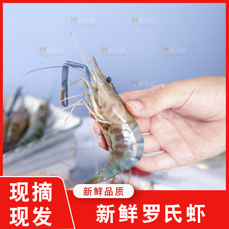 手上拿着罗氏虾