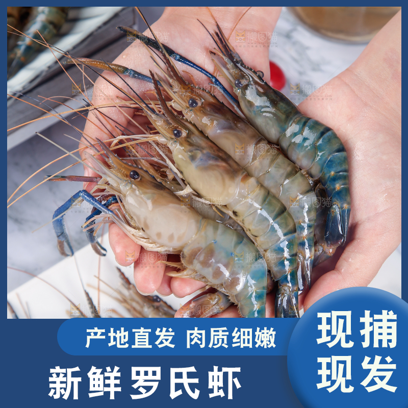 手上捧着罗氏虾