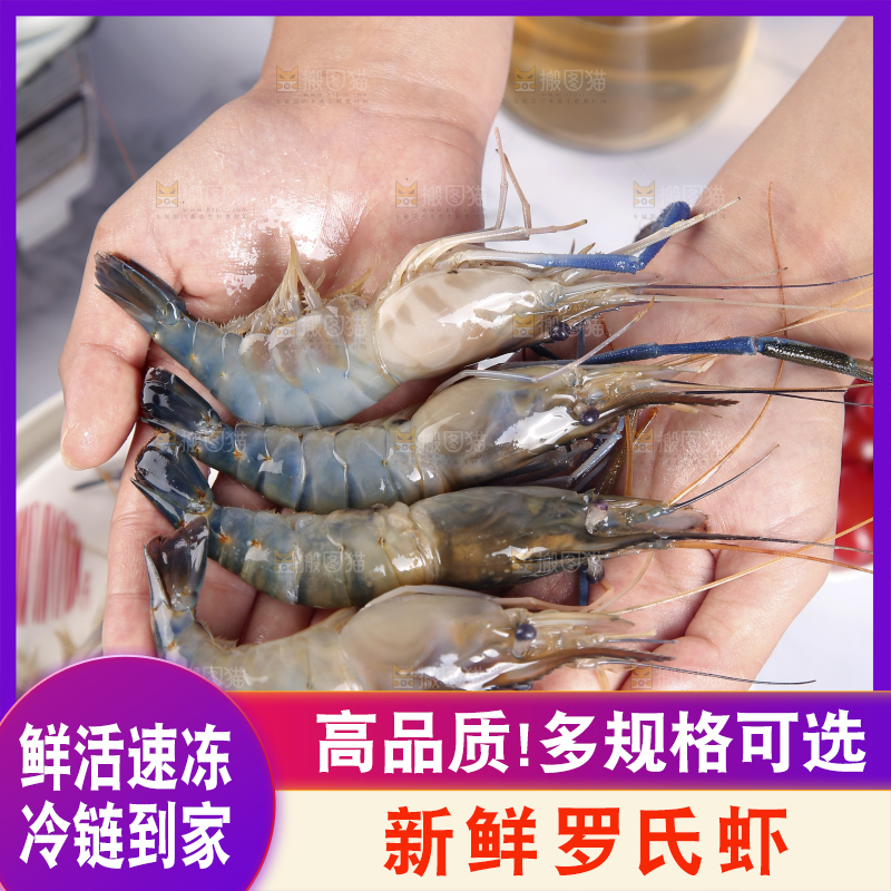 手上捧着罗氏虾