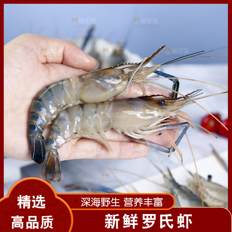 手上拿着罗氏虾