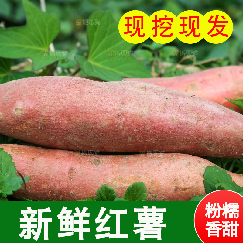 田地里的新鲜红薯