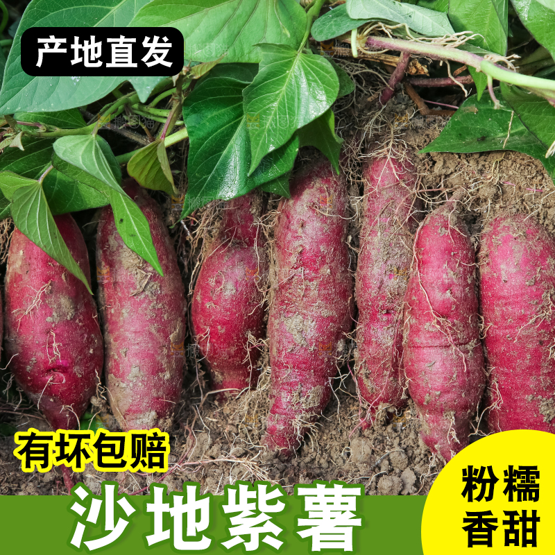 田里的紫罗兰紫薯