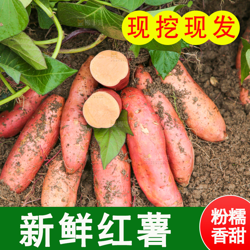 红薯地现挖红薯