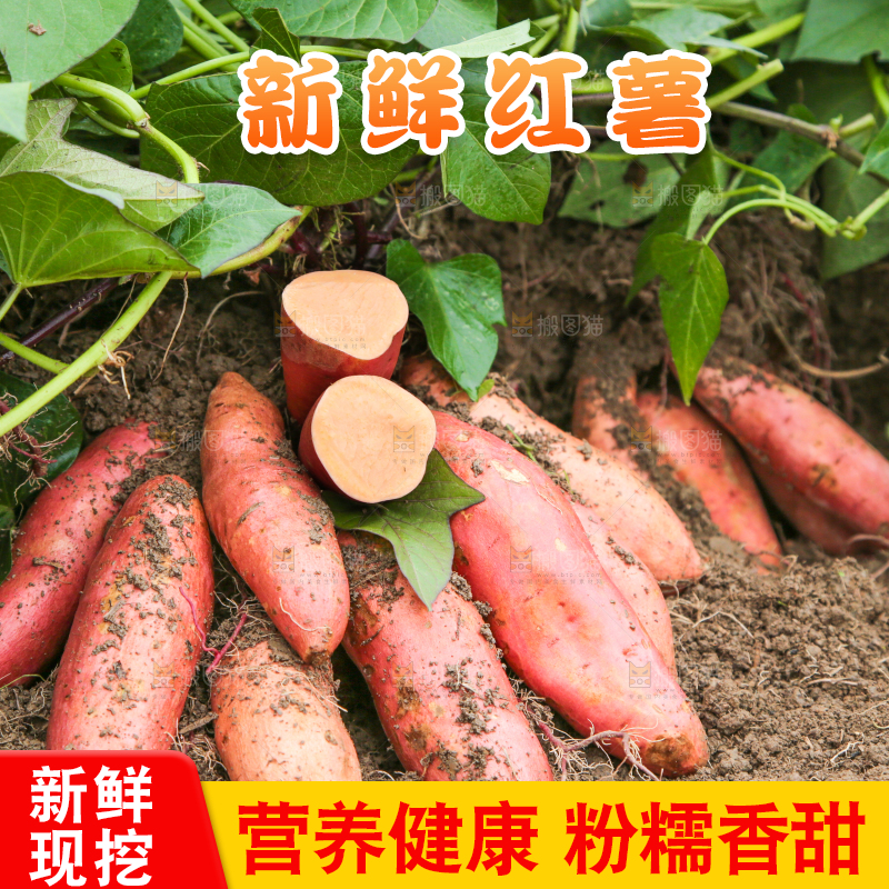 红薯地现挖红薯