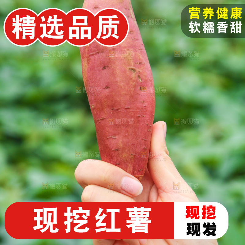 手拿着现挖红薯
