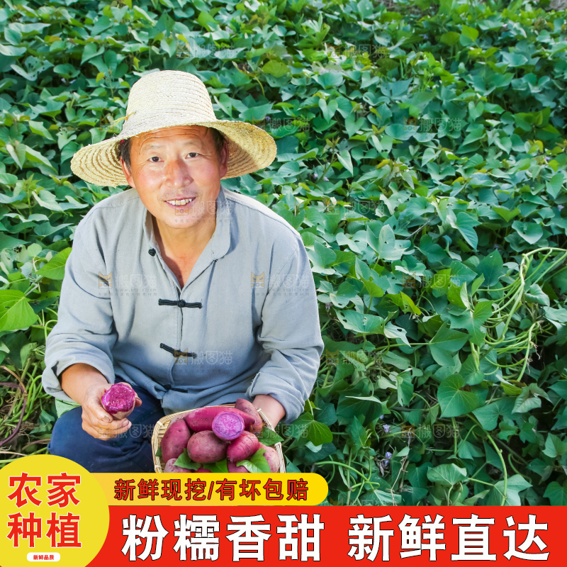 农民手里拿着紫罗兰紫薯