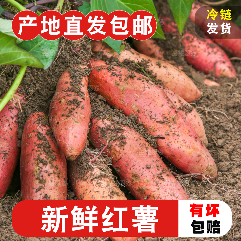 地里现挖红薯