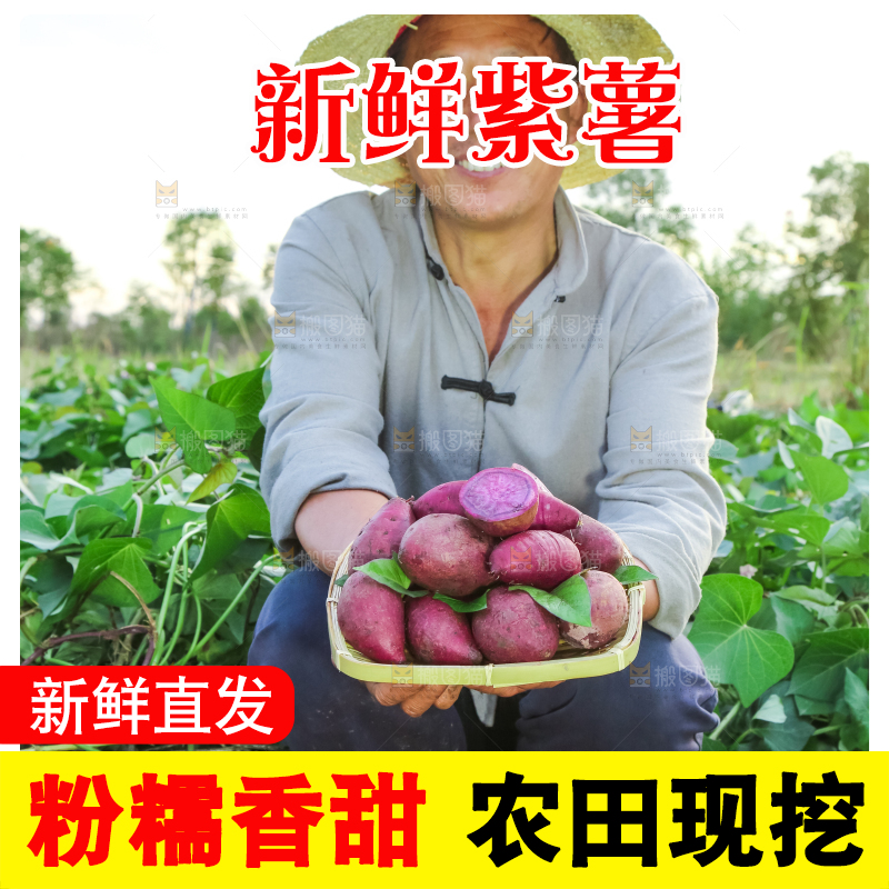农民手里拿着紫罗兰紫薯