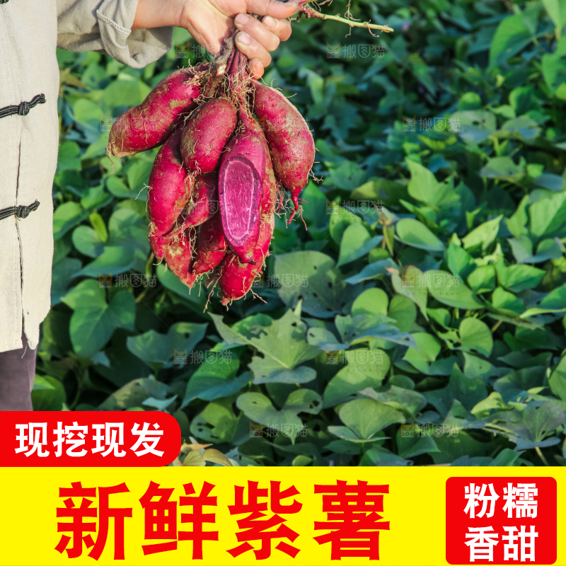 手里拿着一串紫薯