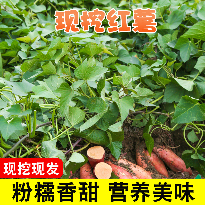 红薯地现挖红薯