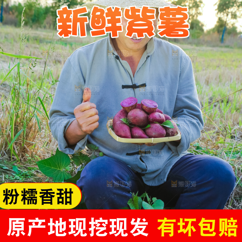 农民手里拿着紫罗兰紫薯
