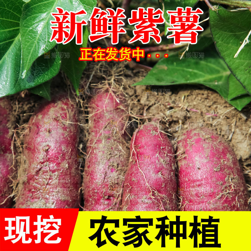 田里的紫罗兰紫薯