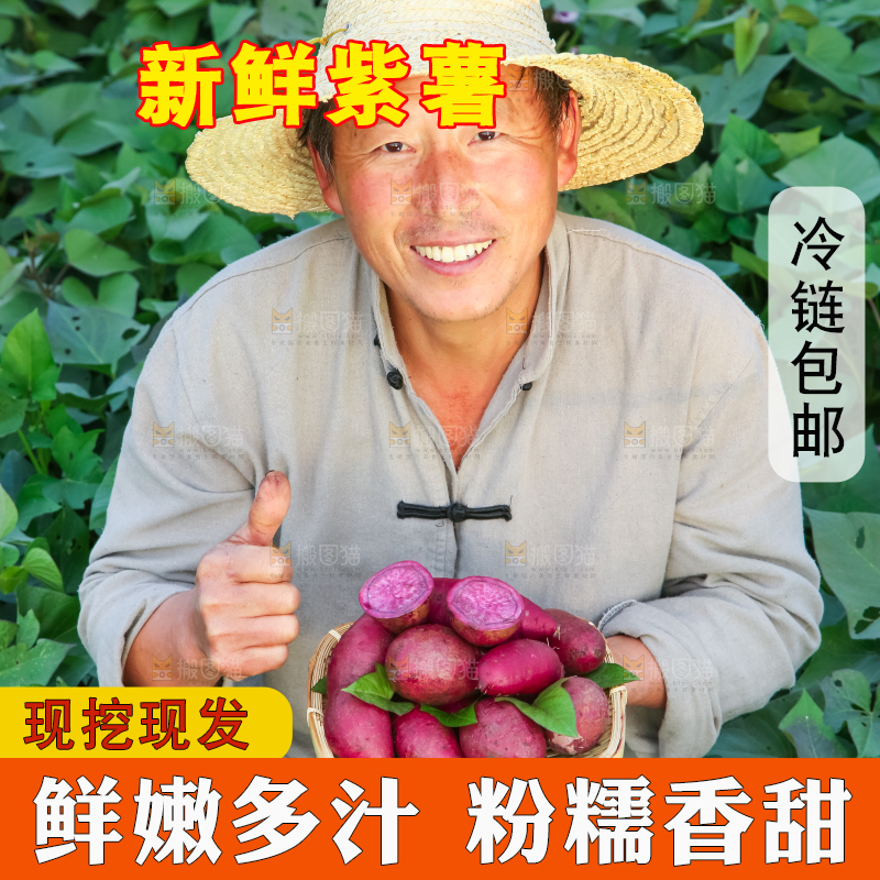 农民手里拿着紫罗兰紫薯