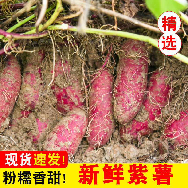 地里现挖紫薯