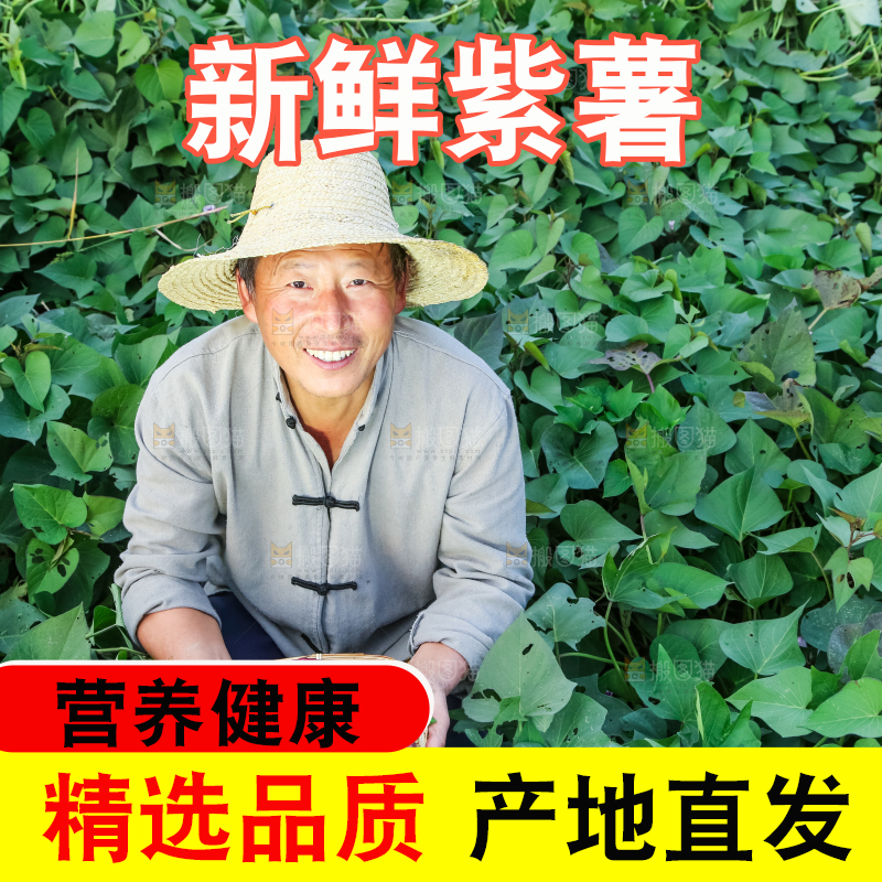 农民手里拿着紫罗兰紫薯