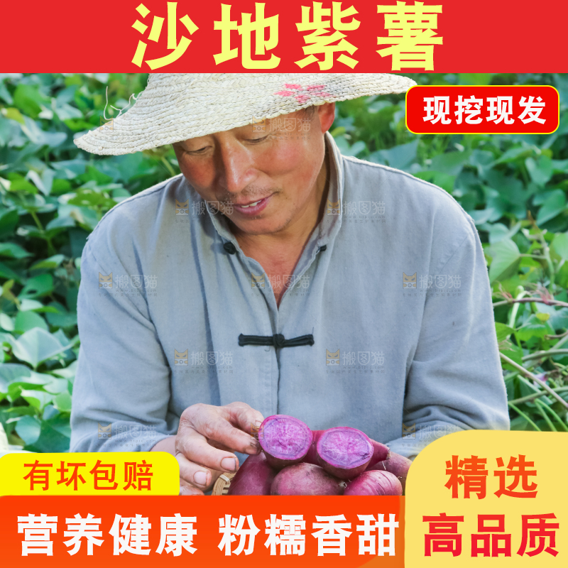 农民手里拿着紫罗兰紫薯