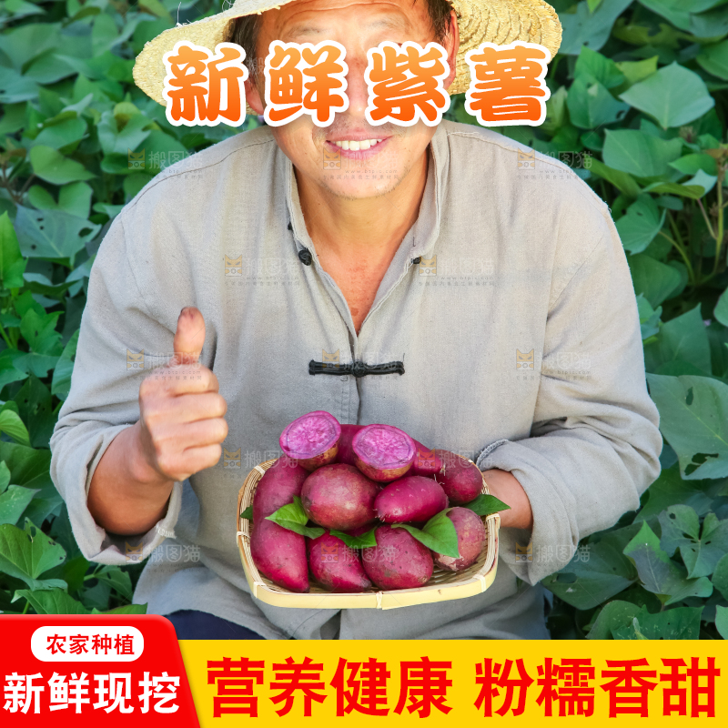 农民手里拿着紫罗兰紫薯