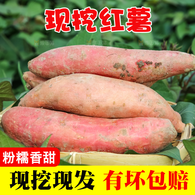地里放着一盘红薯