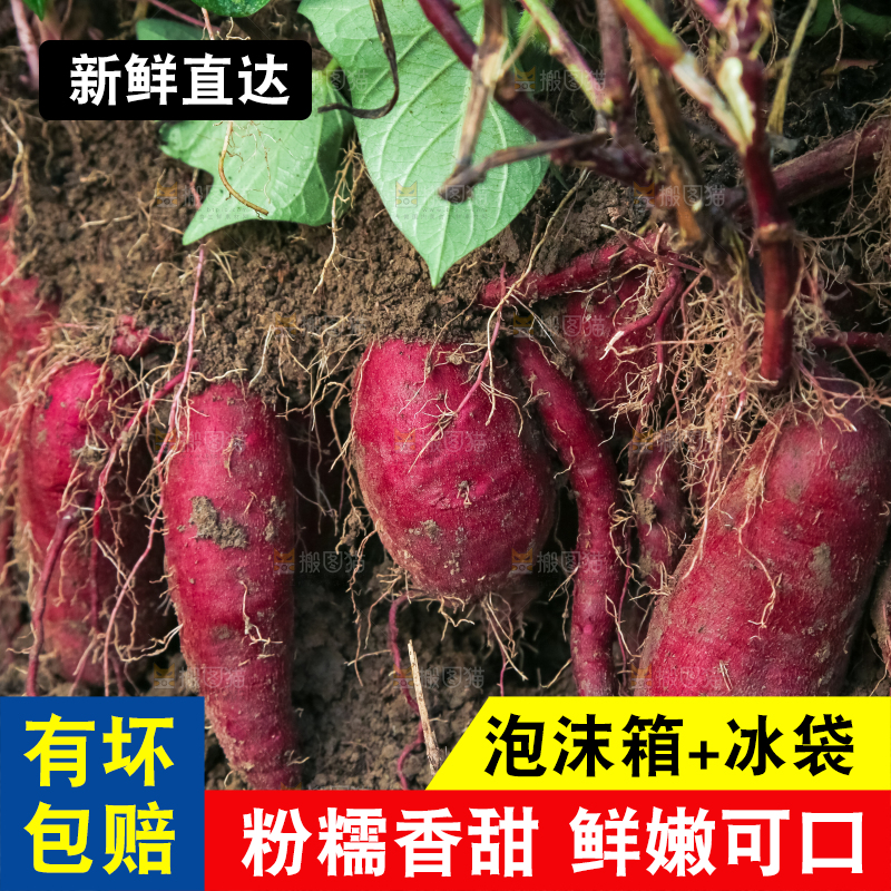 田里的紫罗兰紫薯