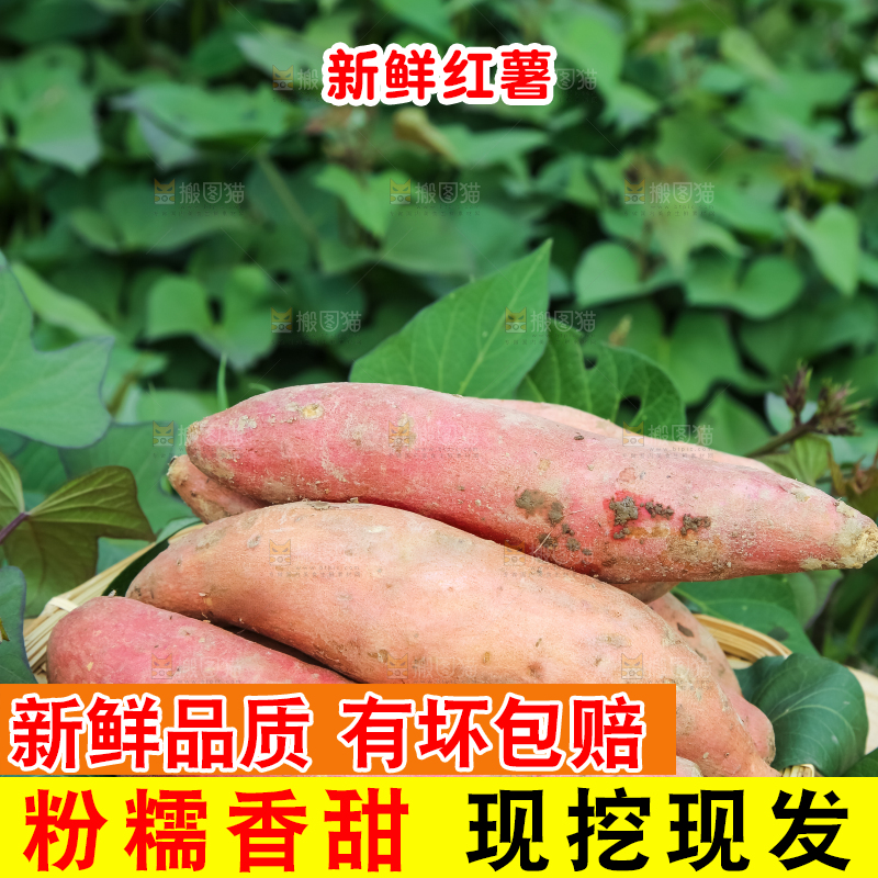 地里放着一盘红薯