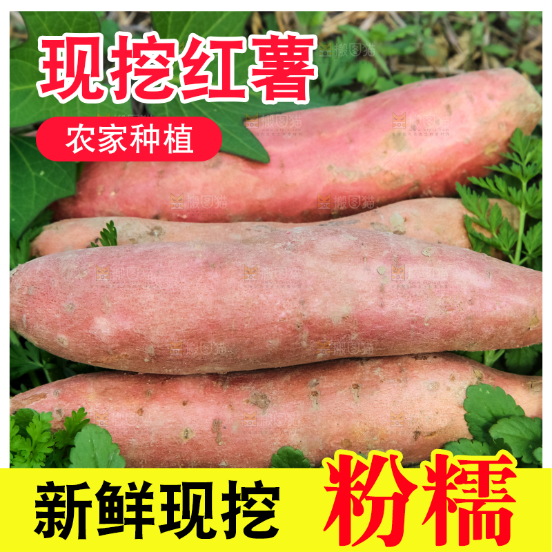 田地里的新鲜红薯