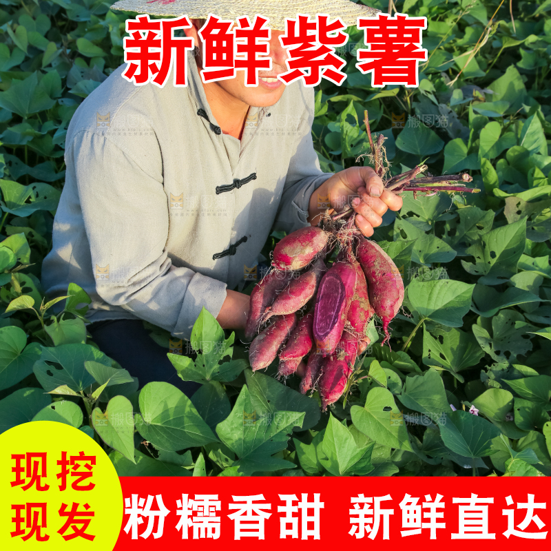 农民手里拿着一串大紫薯