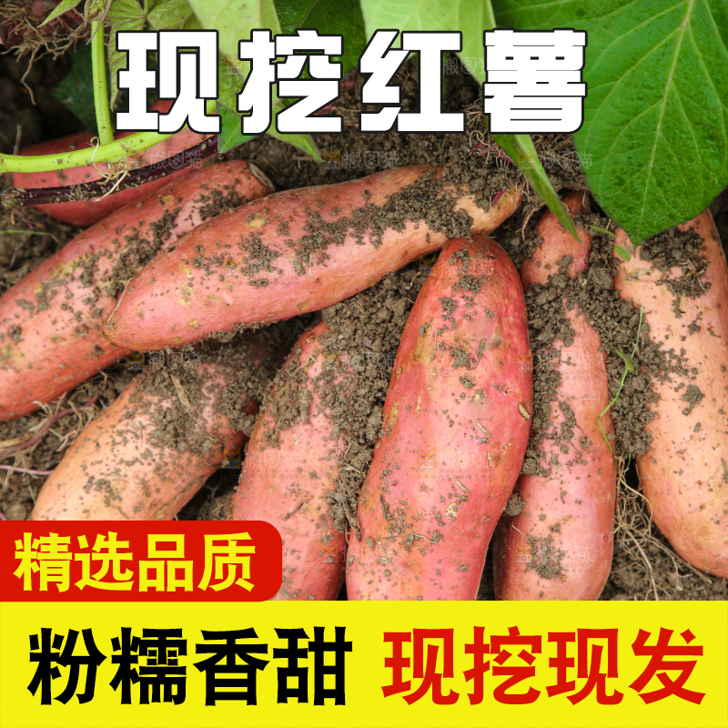 红薯地里的红薯