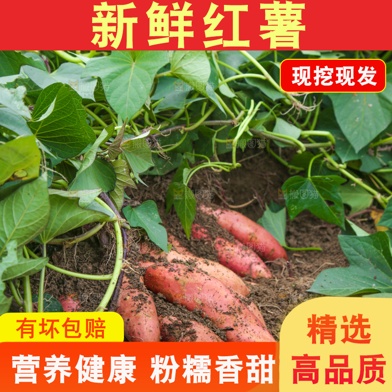 地里现挖红薯