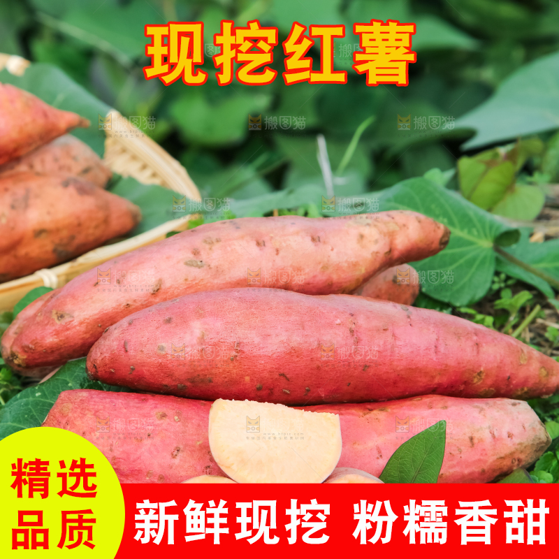 田地里放着切开的黄心红薯