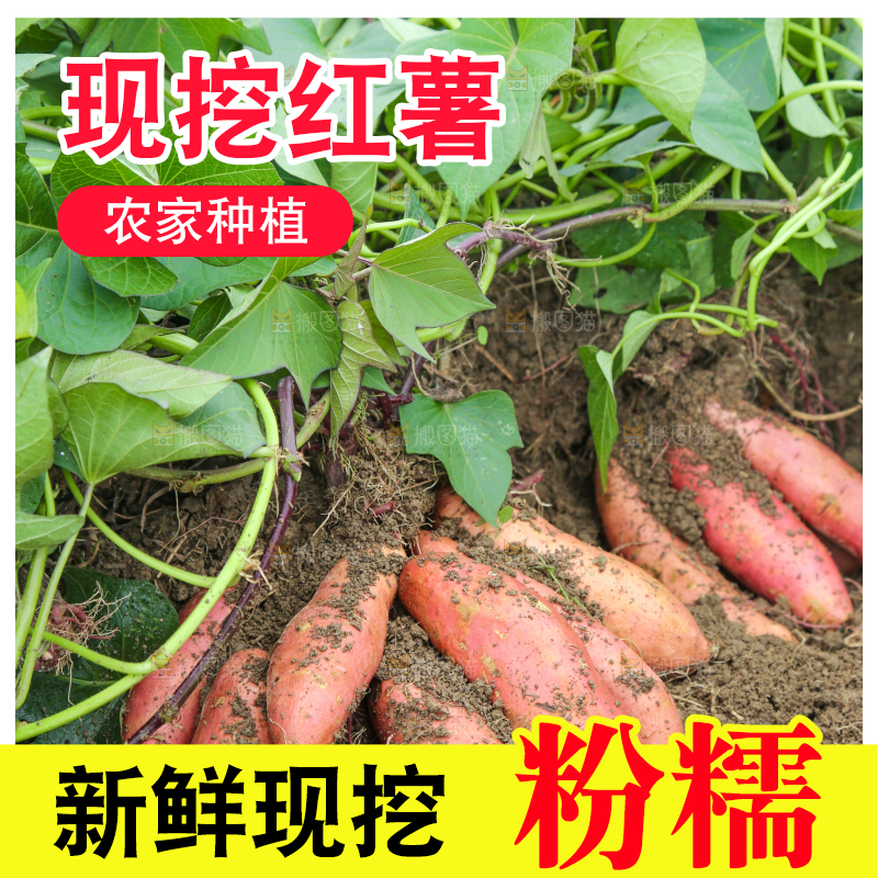 红薯地里的红薯