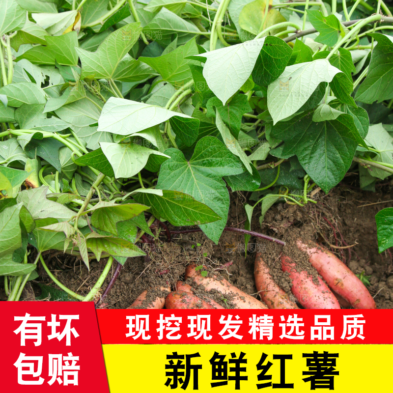 红薯地里的红薯