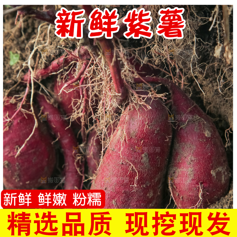 田里的紫罗兰紫薯