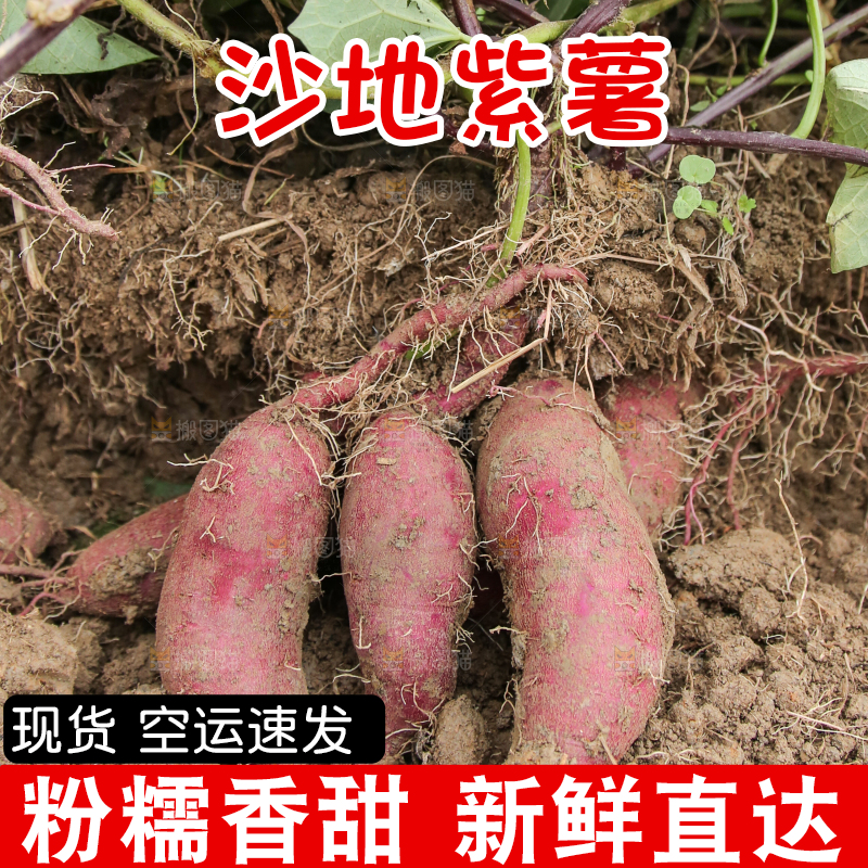 现挖沙地紫薯