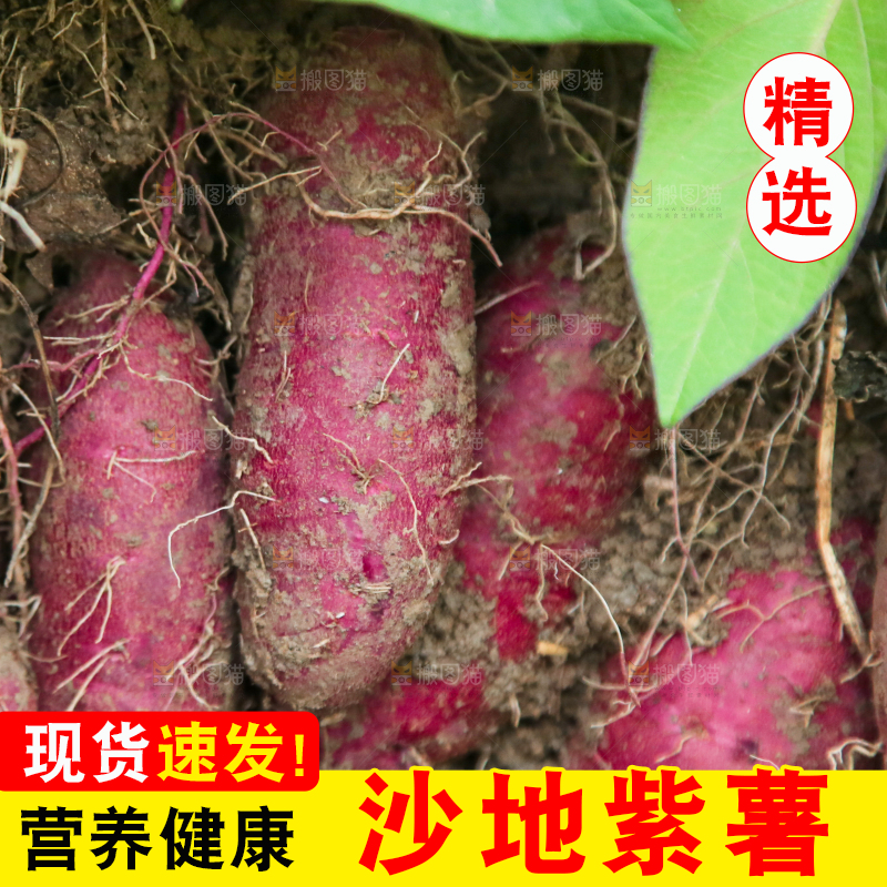 地里现挖紫薯