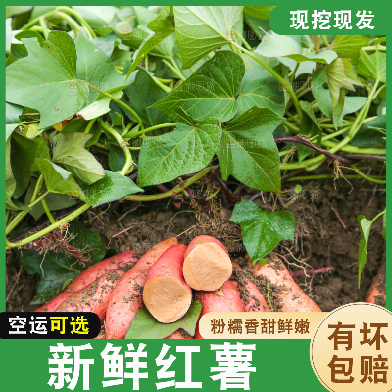 红薯地现挖红薯