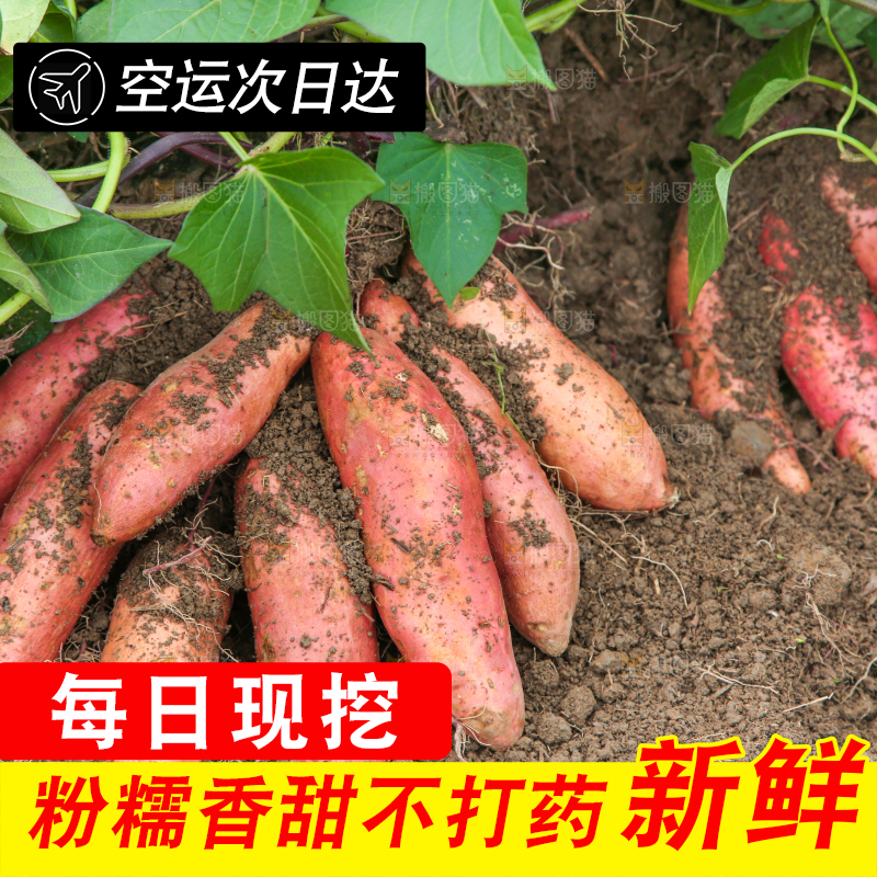 地里现挖红薯