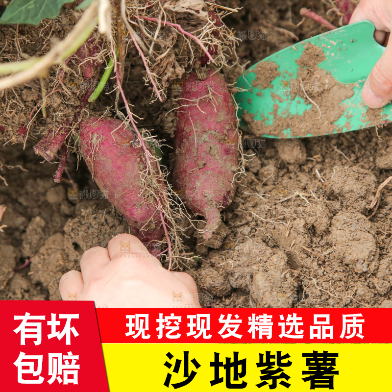 现挖沙地紫薯