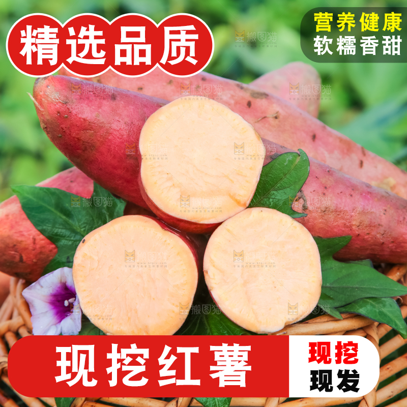 田地里放着切开的黄心红薯